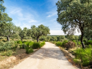 Tuinschilderijoudeeiken70x50cmCustomize-it-Customizeit