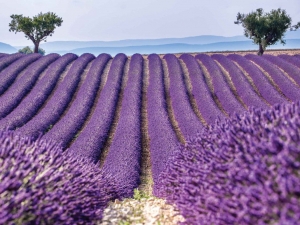 Lavendelveld70x50cmTuinschilderijCustomize-it-Customizeit