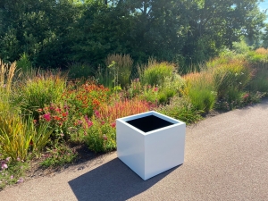 StalenplantenbakIsra