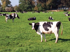 Weikoeien70x50cmTuinschilderijCustomize-it-Customizeit