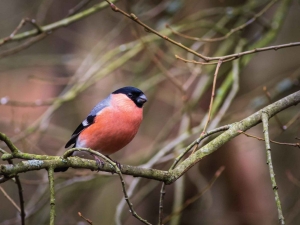 Goudvinkman70x50cmTuinschilderijCustomize-it-Customizeit