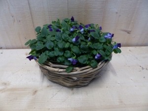 Mandjemetviolenkleurwisselt30cm-Warentuinnatuurlijk