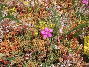 DakgroenKruidenmixmatCompleetincldrainagetype11c10zakkendaktuinsubstraatper24m2max20gradenSempergreen-Sempergreen