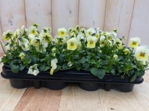 BosviolenViolenGeel12stuksViolaWarentuinNatuurlijk-Warentuinnatuurlijk