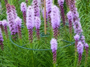 Plantensteunendia30cmseta3stuksNature-Nature