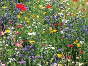 Bloemenveld70x50cmTuinschilderijCustomize-it-Customizeit