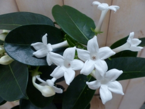 StephanotisBruidsbloemkamerplantWarentuinNatuurlijk-Warentuinnatuurlijk