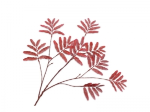 Mimosasteell104cmroodSilk-Ka-Silkka