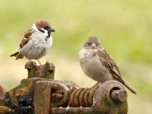 Mussen70x50cmTuinschilderijCustomize-it-Customizeit