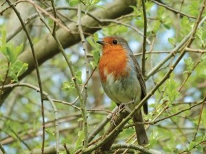 Roodborst70x50cmTuinschilderij-Customizeit