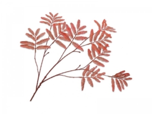 Mimosasteell104cmoranjeSilk-Ka-Silkka