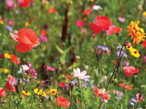 Wildebloemen70x50cmTuinschilderijCustomize-it-Customizeit