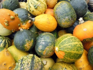 SierPompoenen10stuksongeveer7cm-Warentuinnatuurlijk