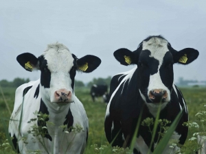 RockyenRonny70x50cmTuinschilderijCustomize-it-Customizeit