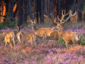 Herteninheide70x50cmTuinschilderijCustomize-it-Customizeit