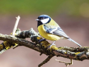 Koolmeestak70x50cmTuinschilderijCustomize-it-Customizeit