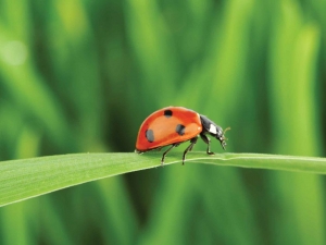 Lieveheersbeestje70x50cmTuinschilderijCustomize-it-Customizeit