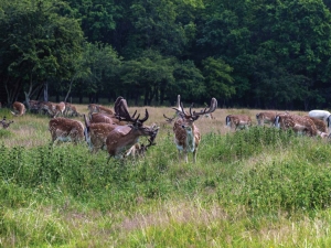 Hertenbos70x50cmTuinschilderijCustomize-it-Customizeit