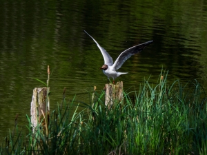 Tuinschilderijzwartkopmw130x70Customize-it-Customizeit