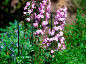 KunststofplantenstokH90cmdia8mmNature-Nature