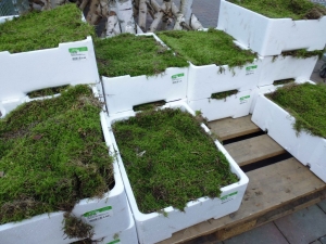 Kistplatmosplaatmosvers4lagenmosperkistWarentuinNatuurlijk-Warentuinnatuurlijk