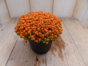 3stuksKamerplantKoraalmosViridiWarentuinNatuurlijk-Warentuinnatuurlijk