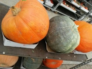 Pompoen40cmofgroterXLCucurbitaWarentuinNatuurlijk-Warentuinnatuurlijk