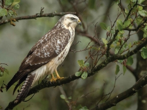 Buizerd70x50cmTuinschilderijCustomize-it-Customizeit