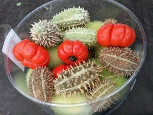 SierfruitdiveresesoortensiervruchtenperpakjeXL-Warentuinnatuurlijk