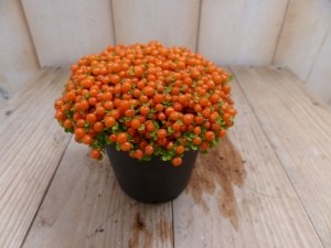 3stuksKamerplantKoraalmos-Warentuinnatuurlijk