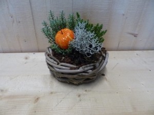 Herfstmandjecira20cmmethebeensierpompoenWarentuinNatuurlijk-Warentuinnatuurlijk