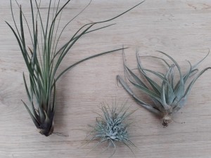 3stuksKamerplantTillandsia-Warentuinnatuurlijk
