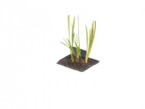 Drijvendevijvermandvierkant20x20cm-Ubbink