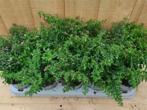 LuciferplantCuphea10potjespertraykleurmix-Warentuinnatuurlijk