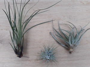 3stuksKamerplantTillandsia-Warentuinnatuurlijk