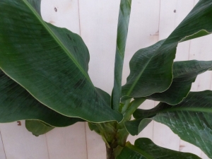 KamerplantBananenplantMusa-Warentuinnatuurlijk