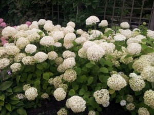 HortensiaAnnabellewitGroot-Warentuinnatuurlijk
