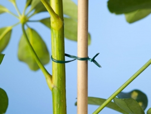 Bindbandgroenmetmetalenkerngeplastificeerd50m-Nature