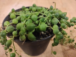 SenecioRowleyanusErwtenplanthangplant-Warentuinnatuurlijk