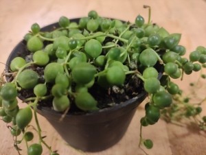 SenecioRowleyanusErwtenplanthangplant-Warentuinnatuurlijk