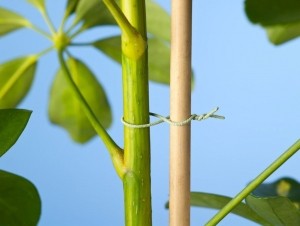 Binddraadgeplastificeerdmetaaldraadgroendia12mmx50m-Nature
