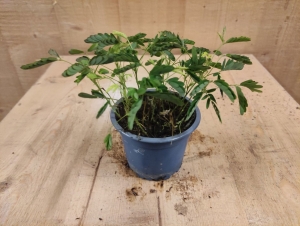 MimosaPpudicaKruidje-roer-mij-nietkamerplant-Warentuinnatuurlijk