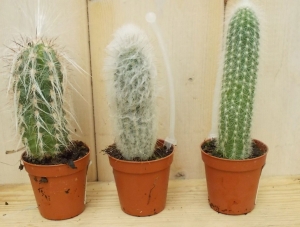 3stuksKamerplantCactusminihoogCactaceaeWarentuinNatuurlijk-Warentuinnatuurlijk