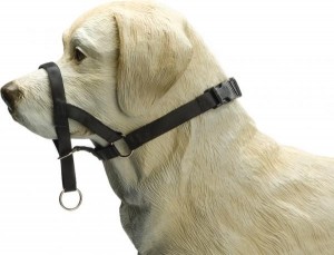 BZDOGCONTROLMZWT