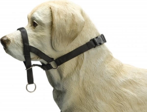 BZDOGCONTROLMZWT