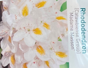 RhododendronMadameMasson-Warentuinnatuurlijk