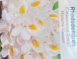 RhododendronMadameMasson-Warentuinnatuurlijk