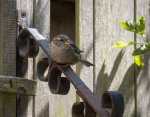 Tuinschilderijhuismus70x50cmCustomize-it-Customizeit