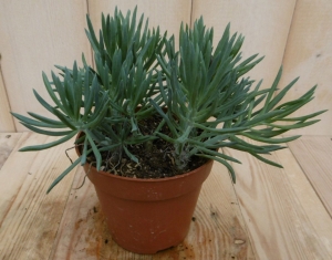 2stuksKamerplantProvencePassionSenecioKilimanjaro-Warentuinnatuurlijk