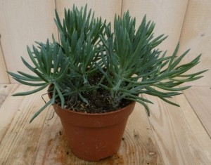 2stuksKamerplantProvencePassionSenecioKilimanjaroViridiKruiskruidWarentuinNatuurlijk-Warentuinnatuurlijk